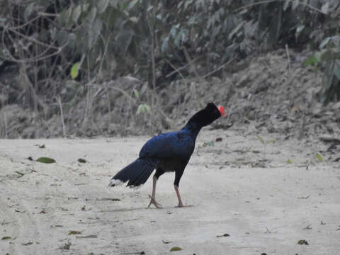 Image of Razor-billed Curassow