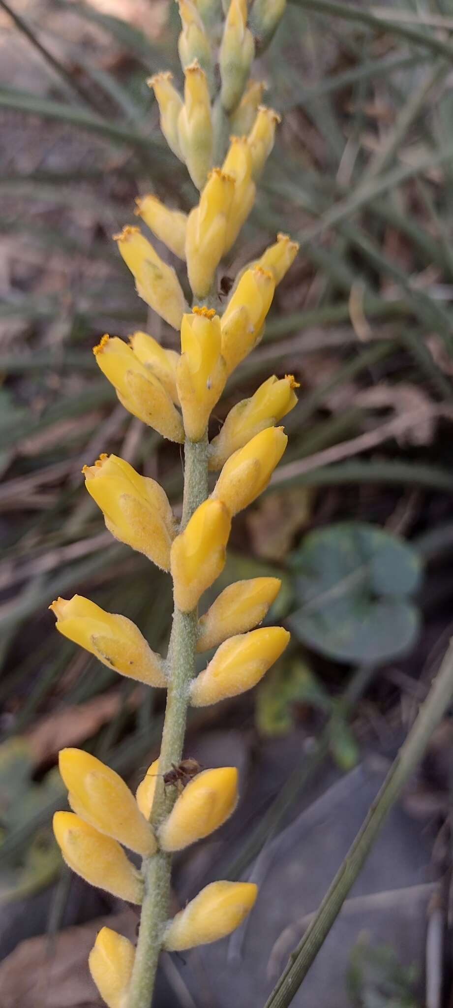 Image of Dyckia floribunda Griseb.