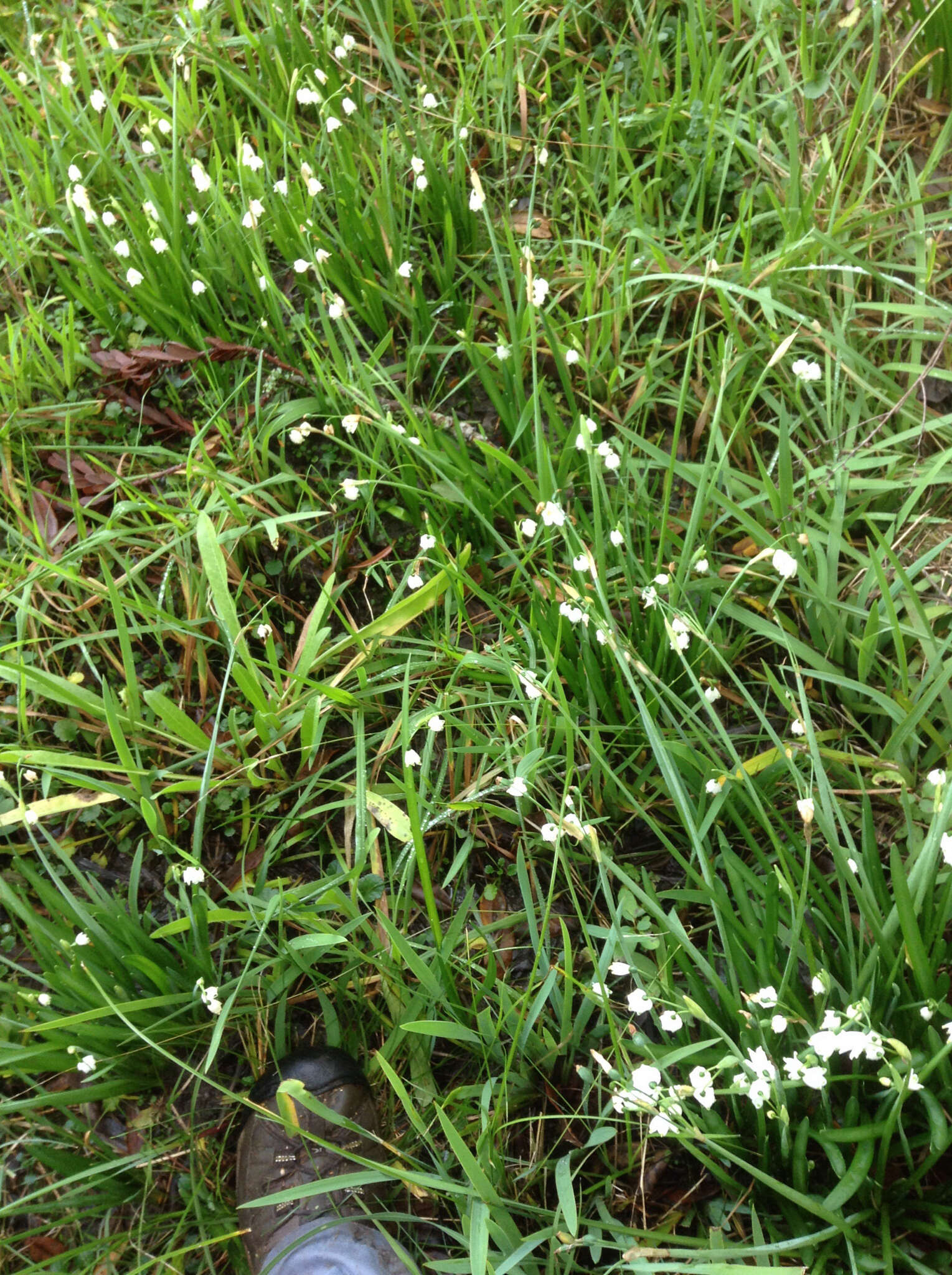 Image of Loddon lily