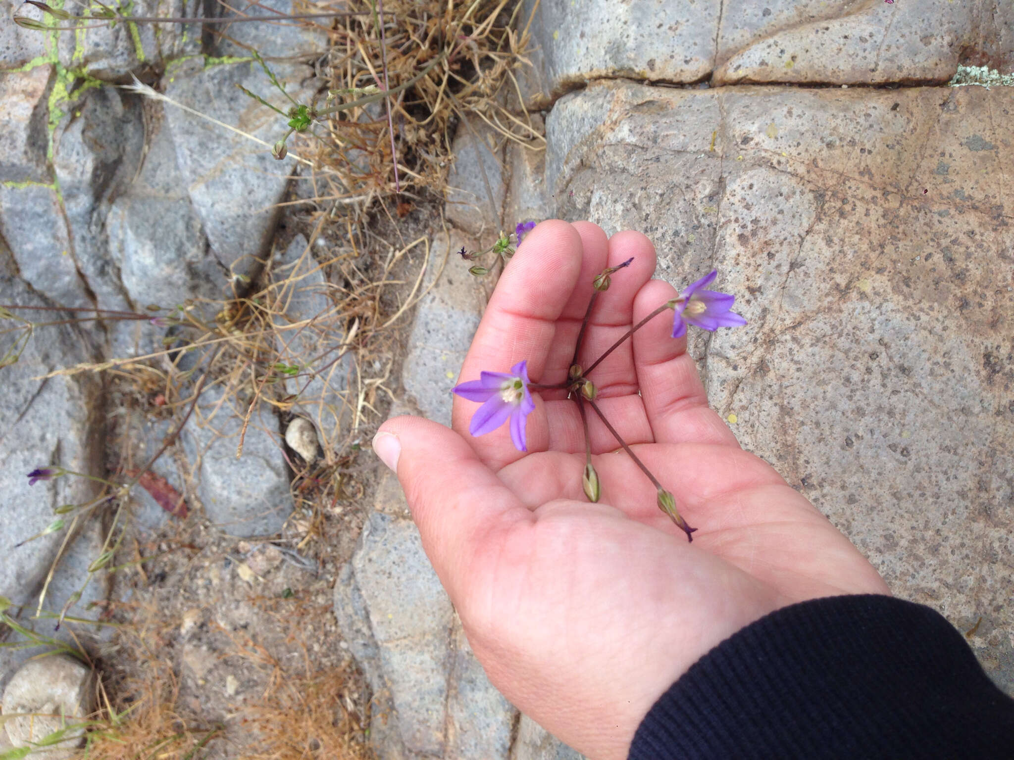 Image de Brodiaea orcuttii (Greene) Baker