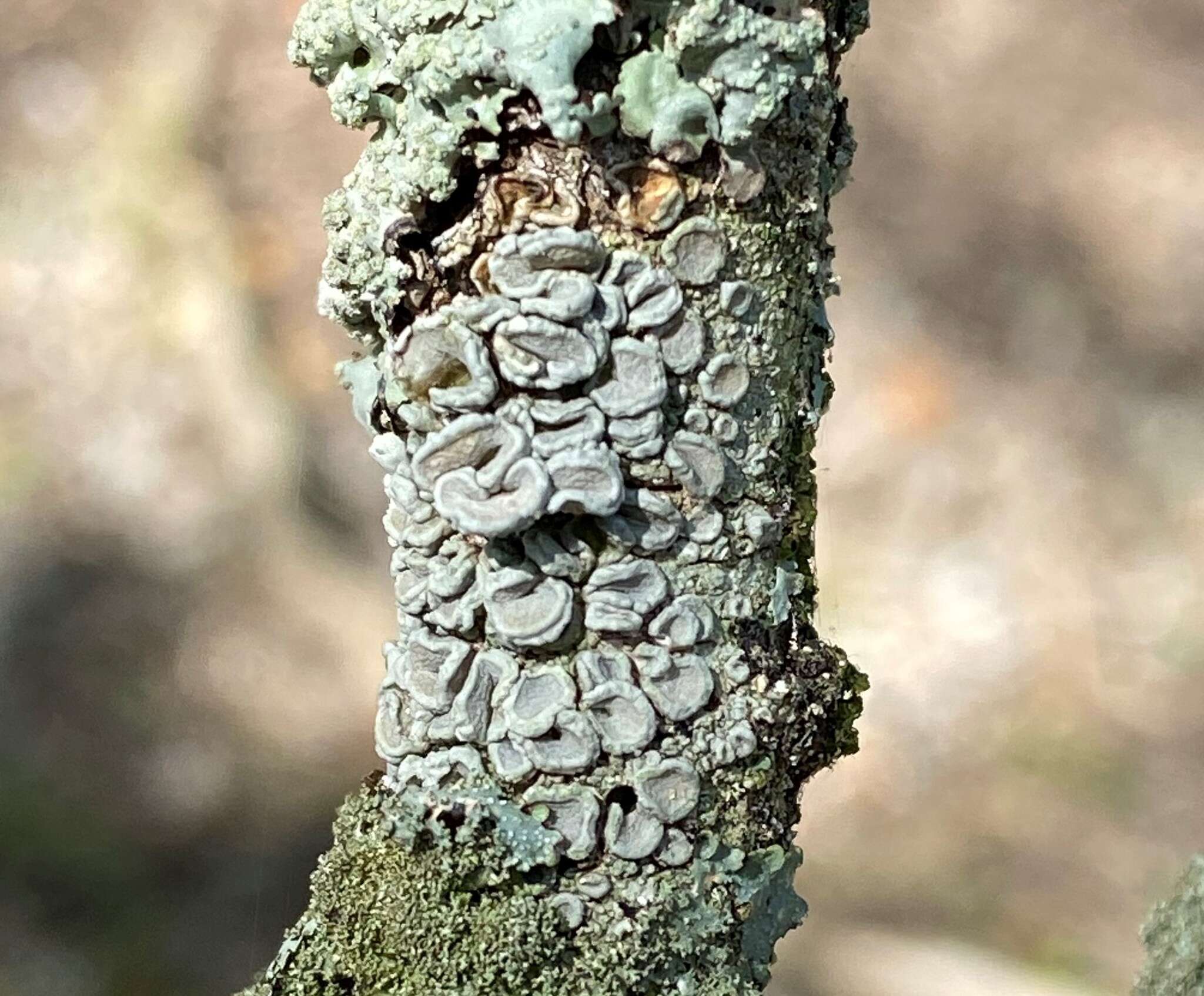 Image of Frosty saucer lichen