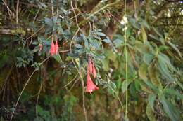 Image of Fuchsia pringsheimii Urb.