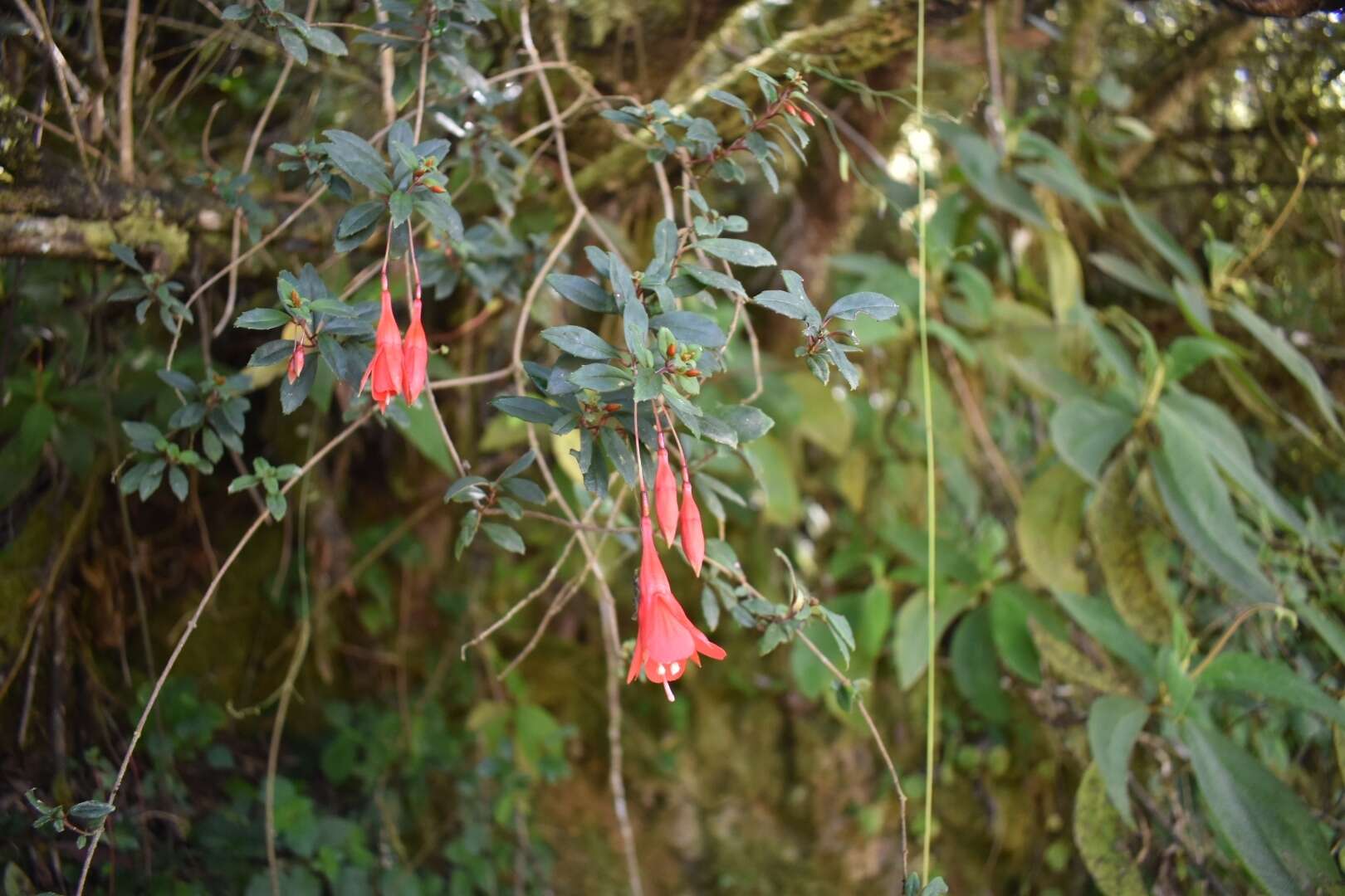 Imagem de Fuchsia pringsheimii Urb.