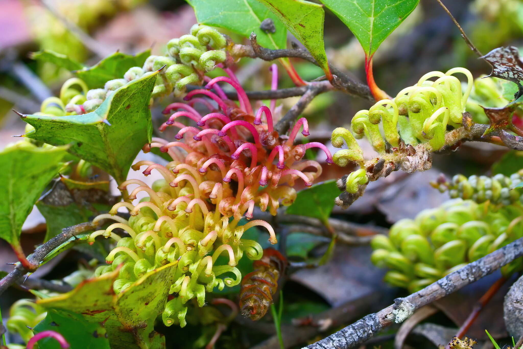 Image of Grevillea bedggoodiana J. H. Willis ex Mc Gill.