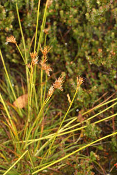 Image of Carpha alpina R. Br.