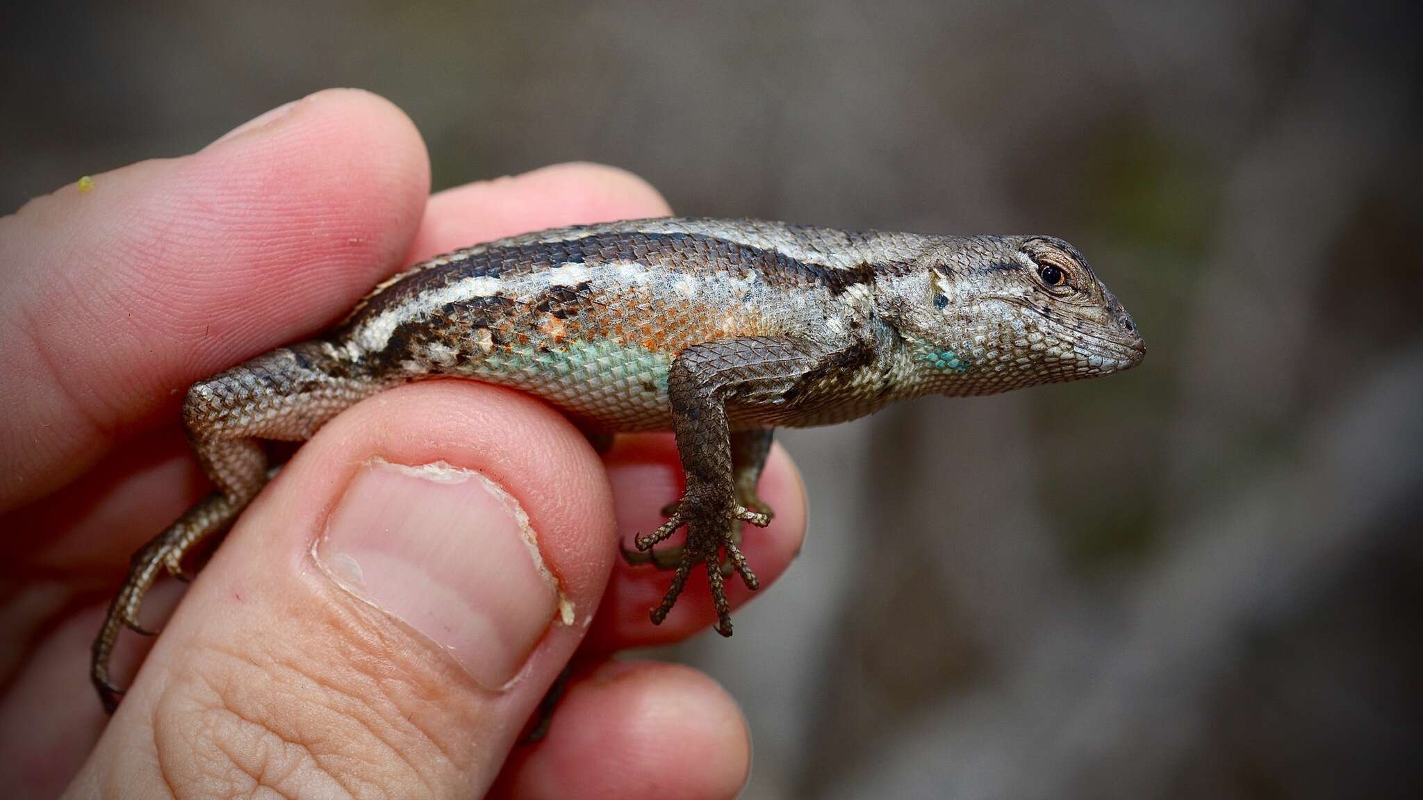 صورة Sceloporus woodi Stejneger 1918