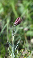 Image of Fritillaria montana Hoppe ex W. D. J. Koch