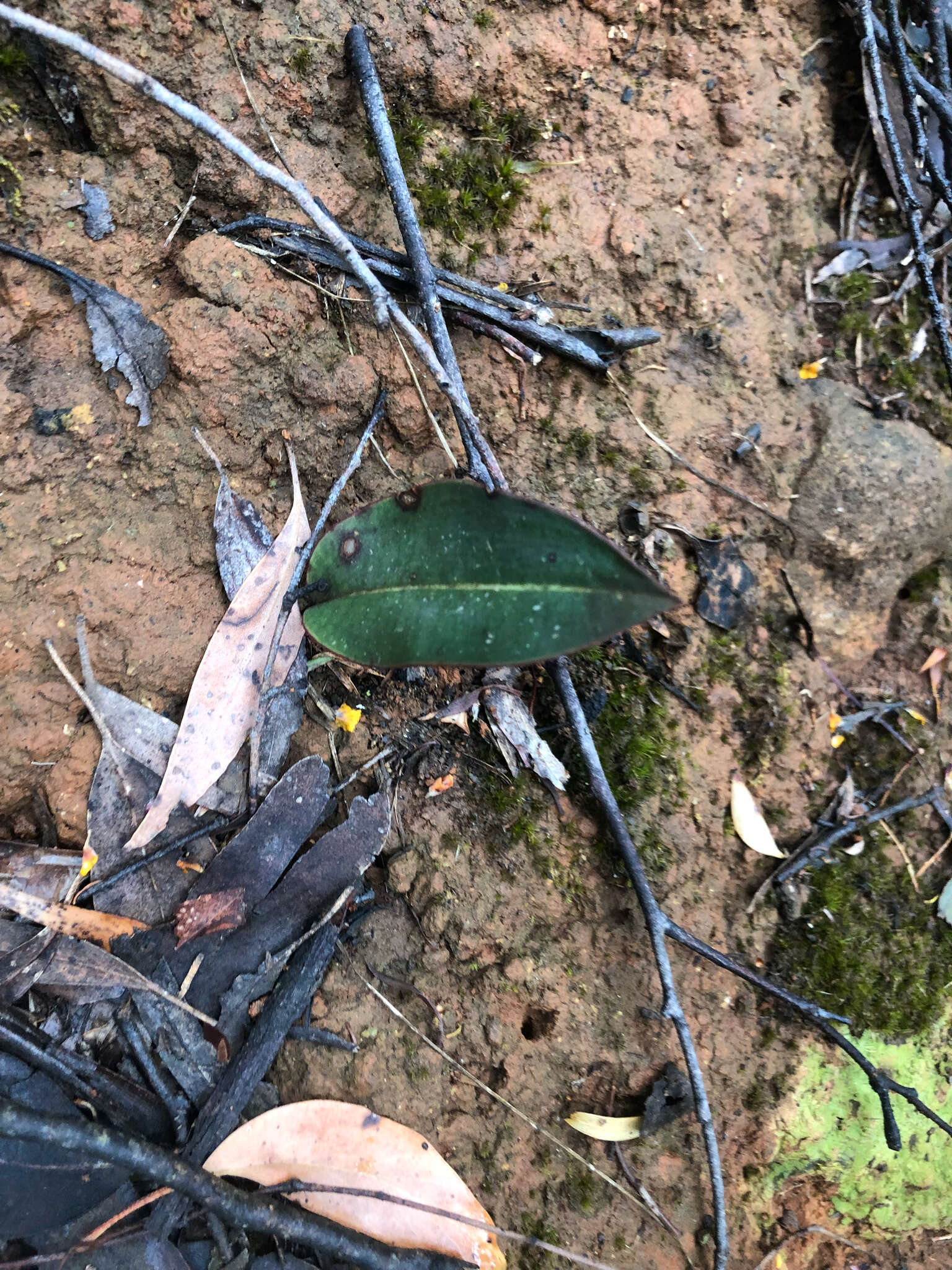 Image of Small tongue orchid