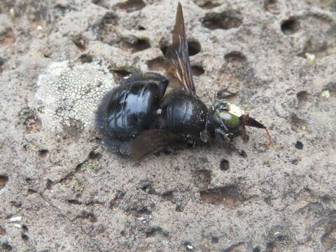 Xylocopa guatemalensis Cockerell 1912 resmi