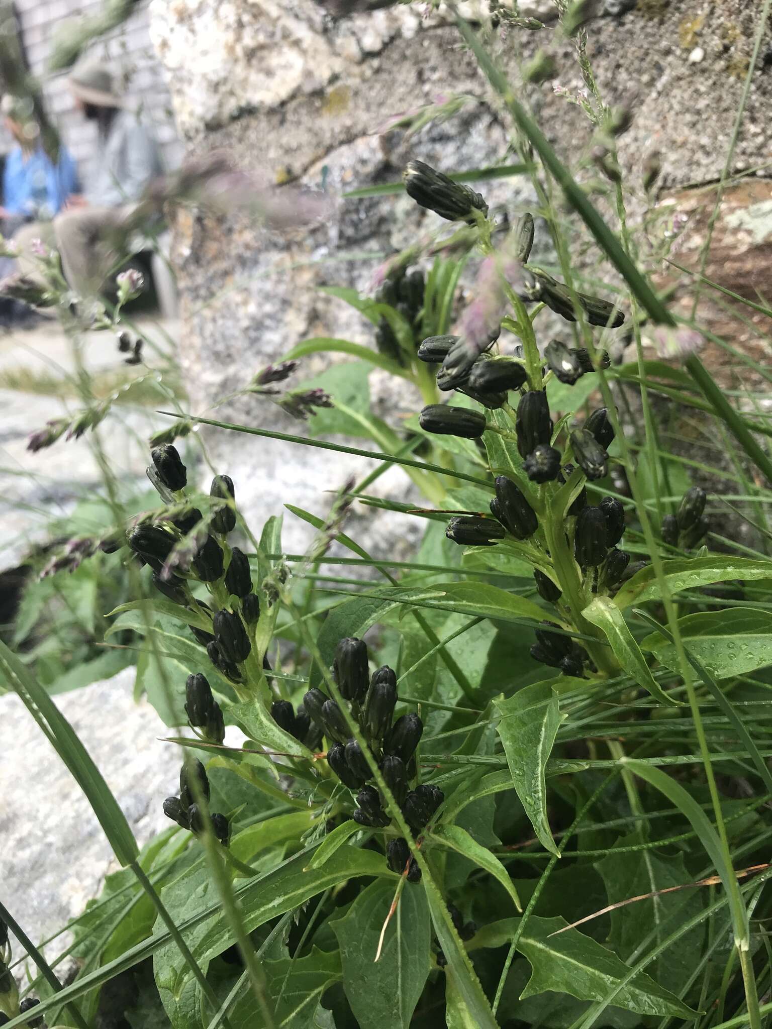 Image of alpine rattlesnakeroot