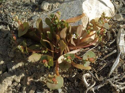 Image of miner's lettuce