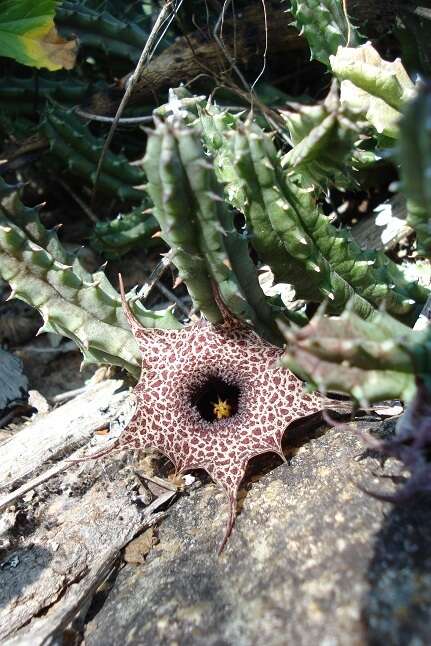 صورة Ceropegia hislopii (Turrill) Bruyns