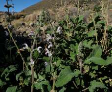 Image of Dassie Sage