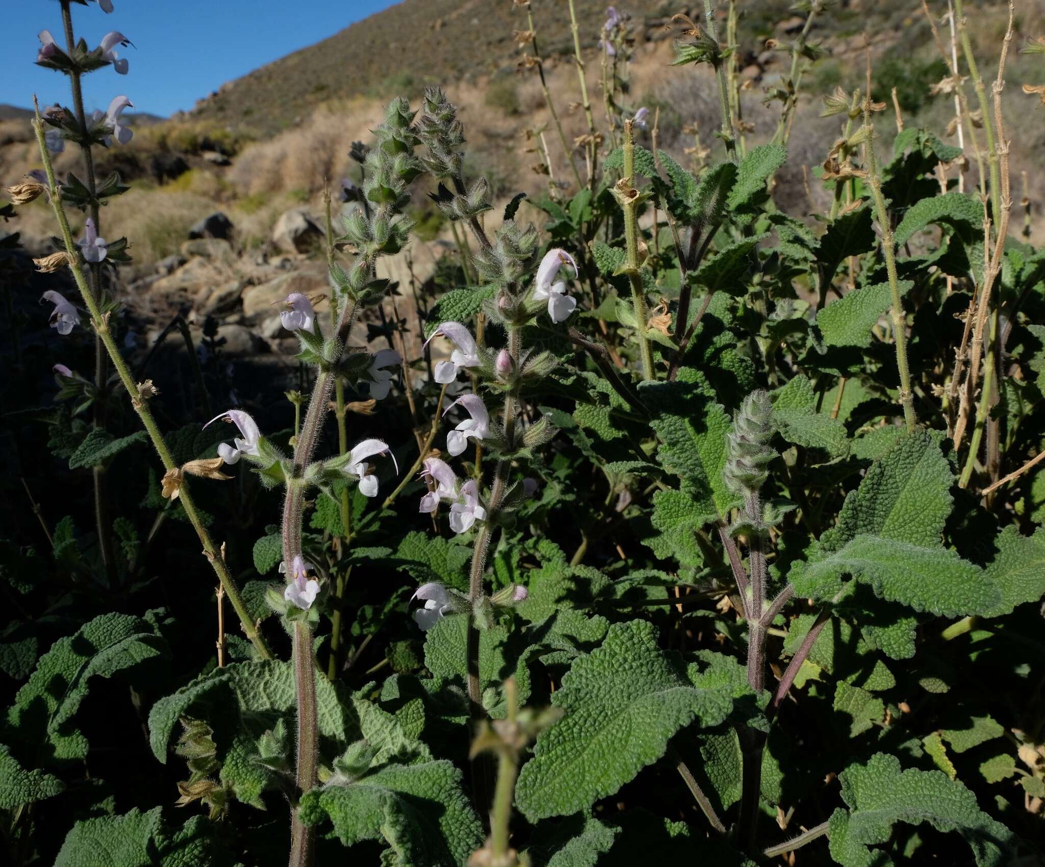 Image of Large blue sage