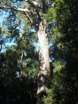 Image of Sickle-leaved Yellowwood