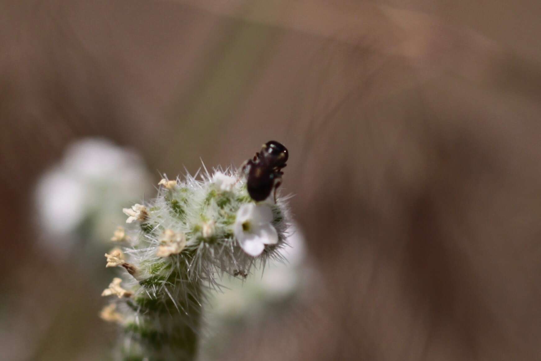 Image of Arizona Ceratina