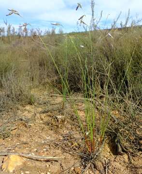 Image of Ixia capillaris L. fil.