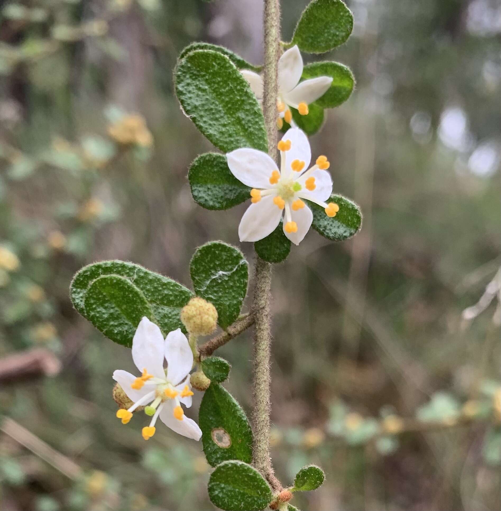 Image of Asterolasia asteriscophora subsp. albiflora Mole