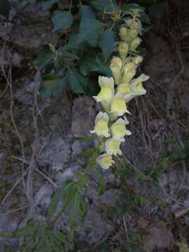 Image of Antirrhinum braun-blanquetii Rothm.