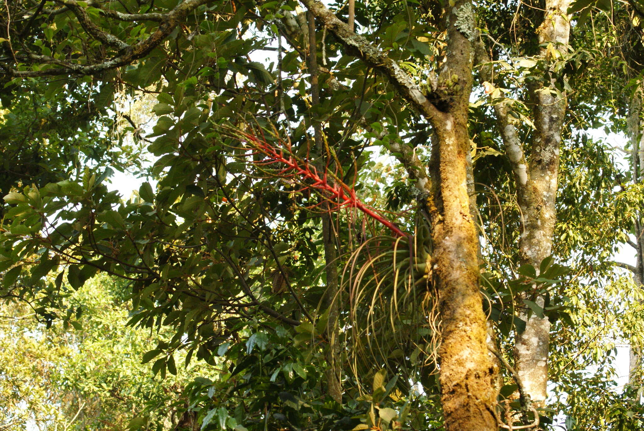 Image of Tillandsia calothyrsus Mez