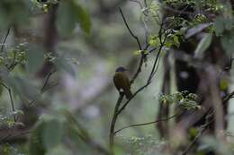 Arizelocichla tephrolaema (Gray & GR 1862)的圖片