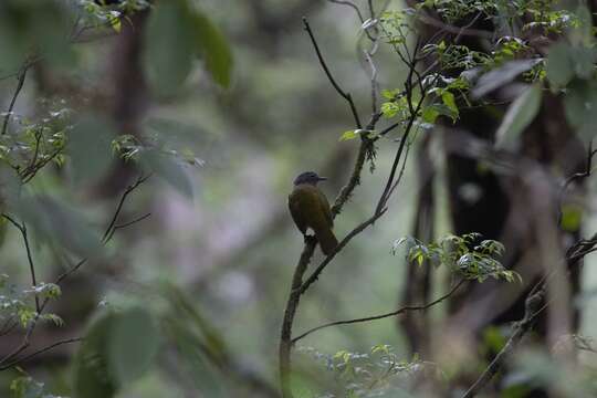 Arizelocichla tephrolaema (Gray & GR 1862) resmi