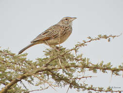 Image of Red-winged Bush Lark