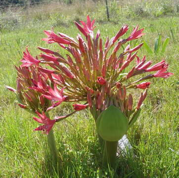 Image of Brunsvigia gregaria R. A. Dyer