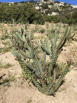 Image de Cylindropuntia bernardina