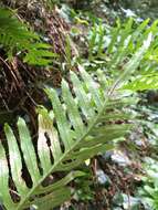 Polypodium cambricum L.的圖片