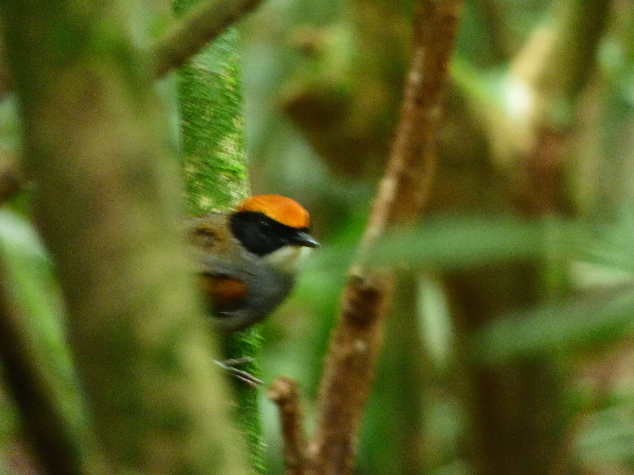 Image of Black-cheeked Gnateater