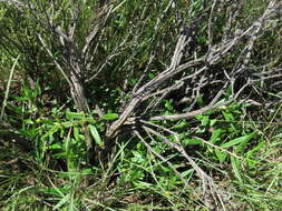 Image of Porcupine-root