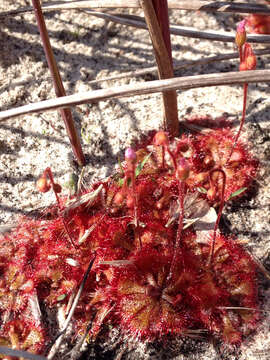 Image of dwarf sundew