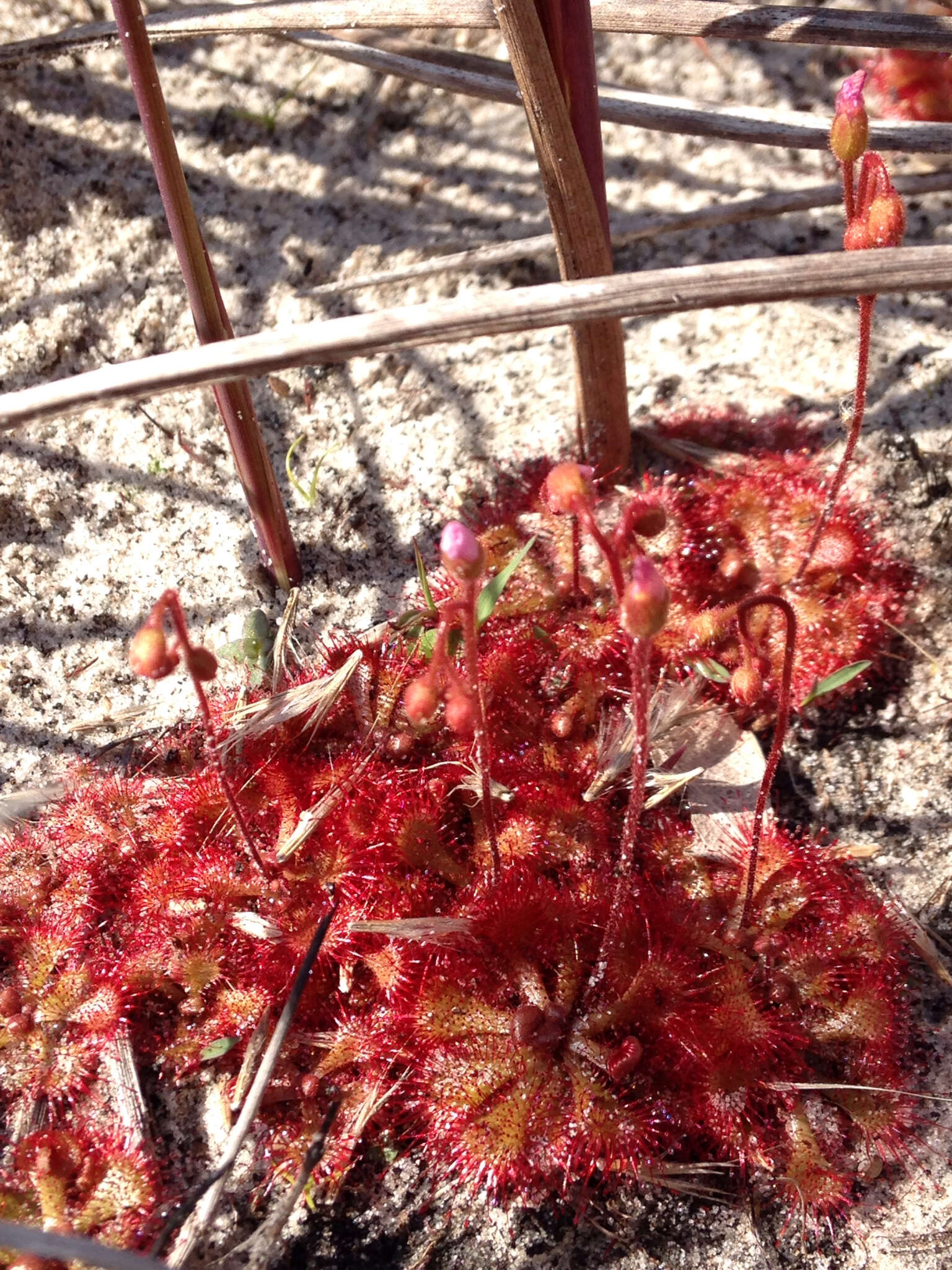 Image of dwarf sundew