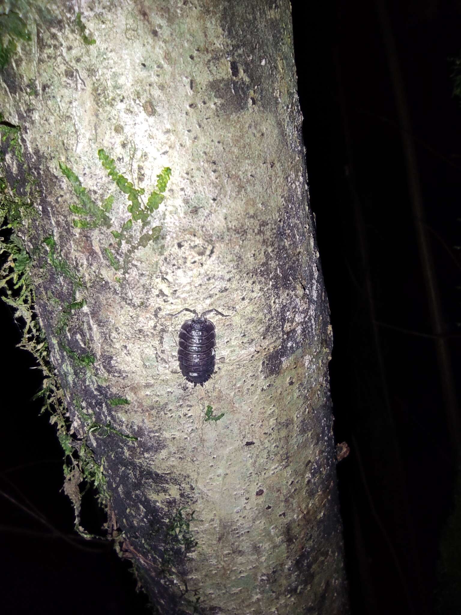 Image of Porcellio obsoletus Budde-Lund 1885