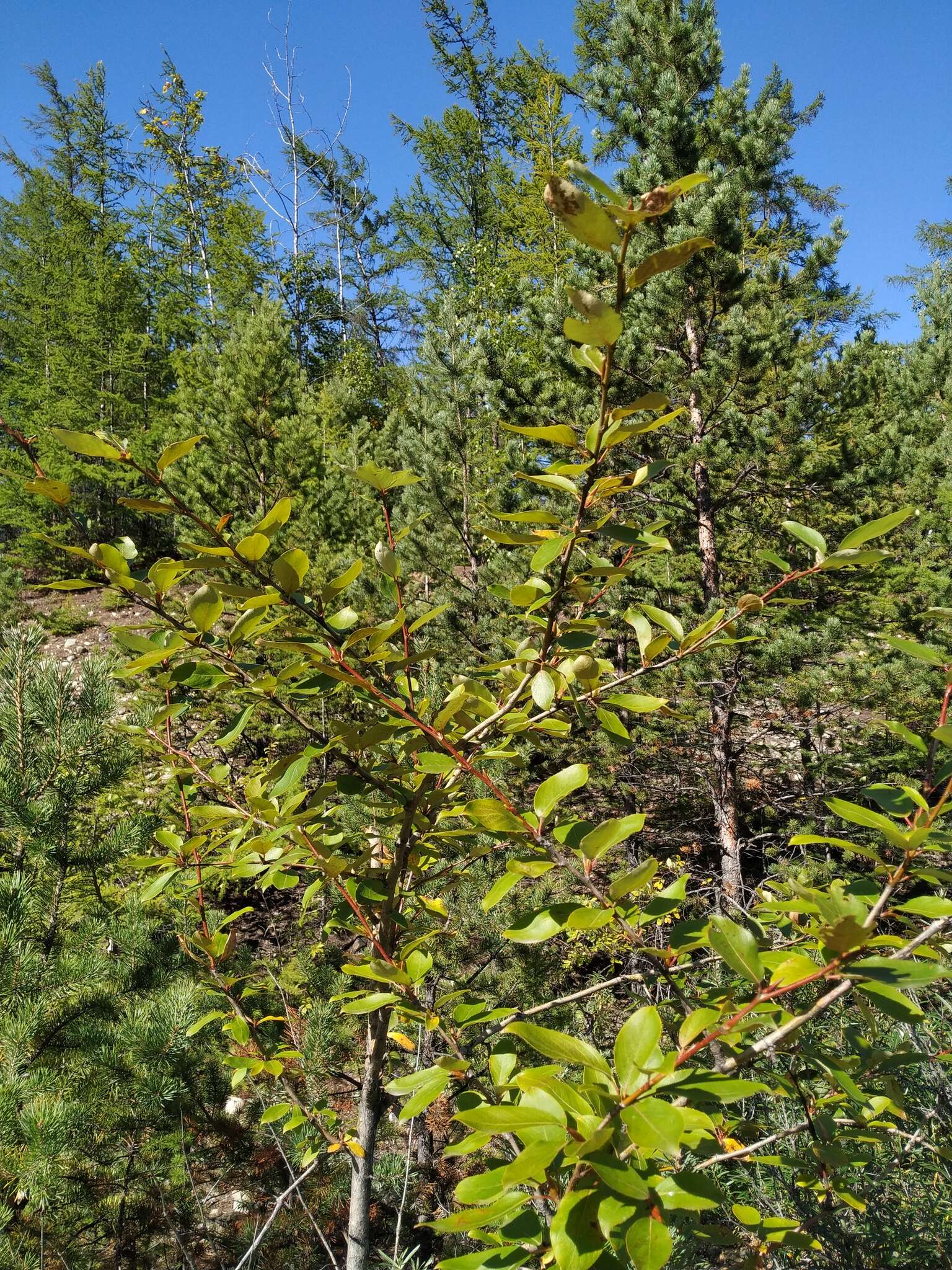 Image of Populus suaveolens subsp. baicalensis (Kom.) Egor. & Sipl.