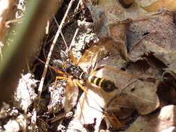 صورة Ctenophora (Ctenophora) flaveolata (Fabricius 1794)