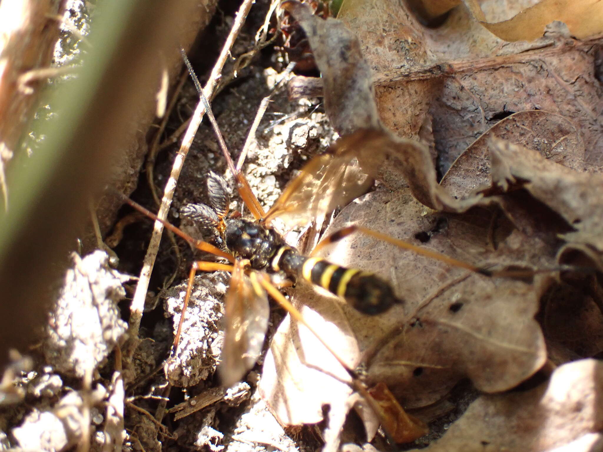 صورة Ctenophora (Ctenophora) flaveolata (Fabricius 1794)