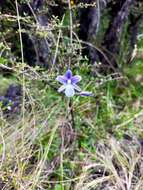 Image of Veined sun orchid