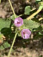 Image of yellowstem bushmallow