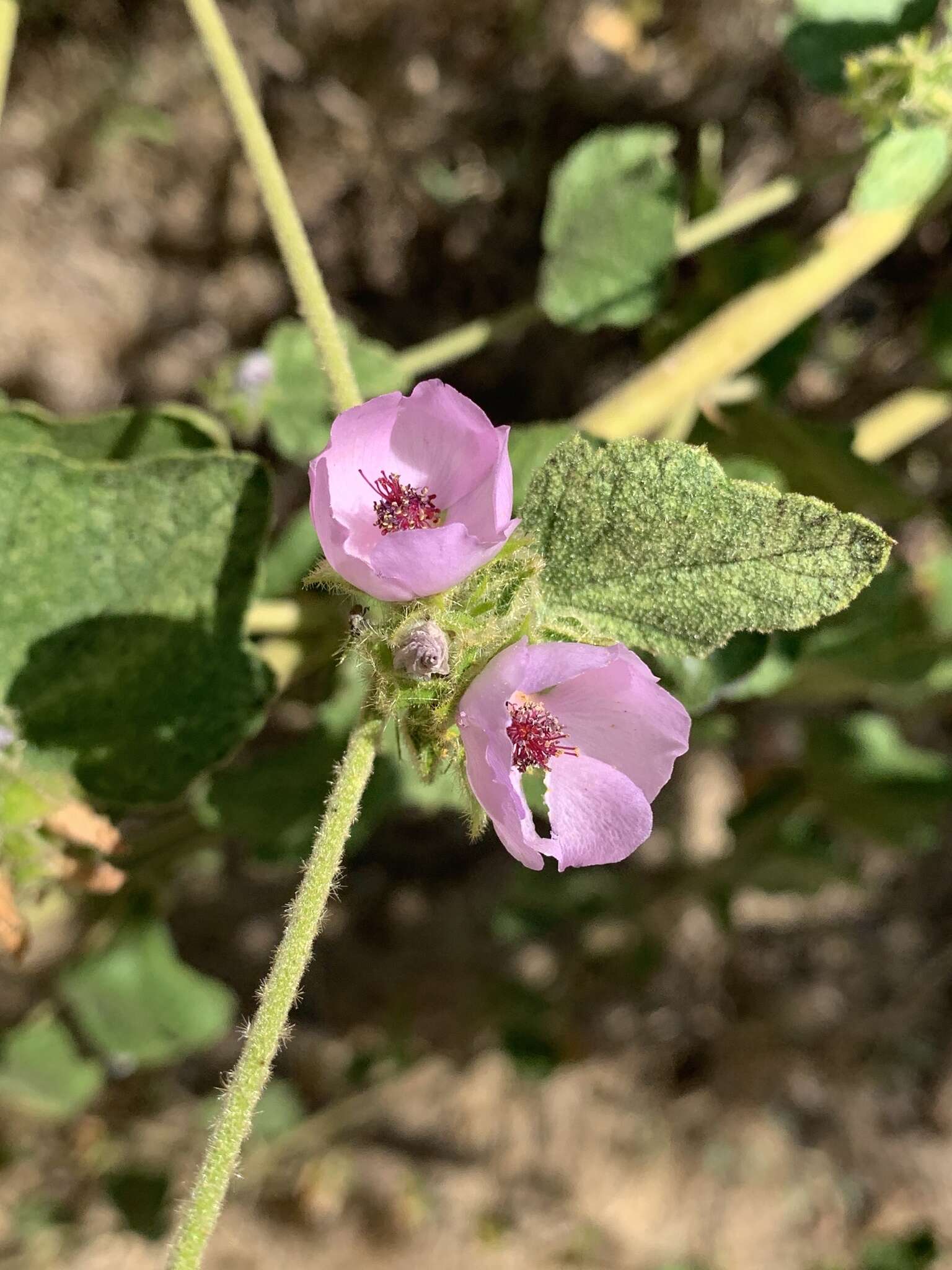 Imagem de Malacothamnus densiflorus (S. Wats.) Greene