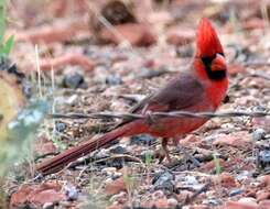 Image of Cardinalis cardinalis superbus Ridgway 1885