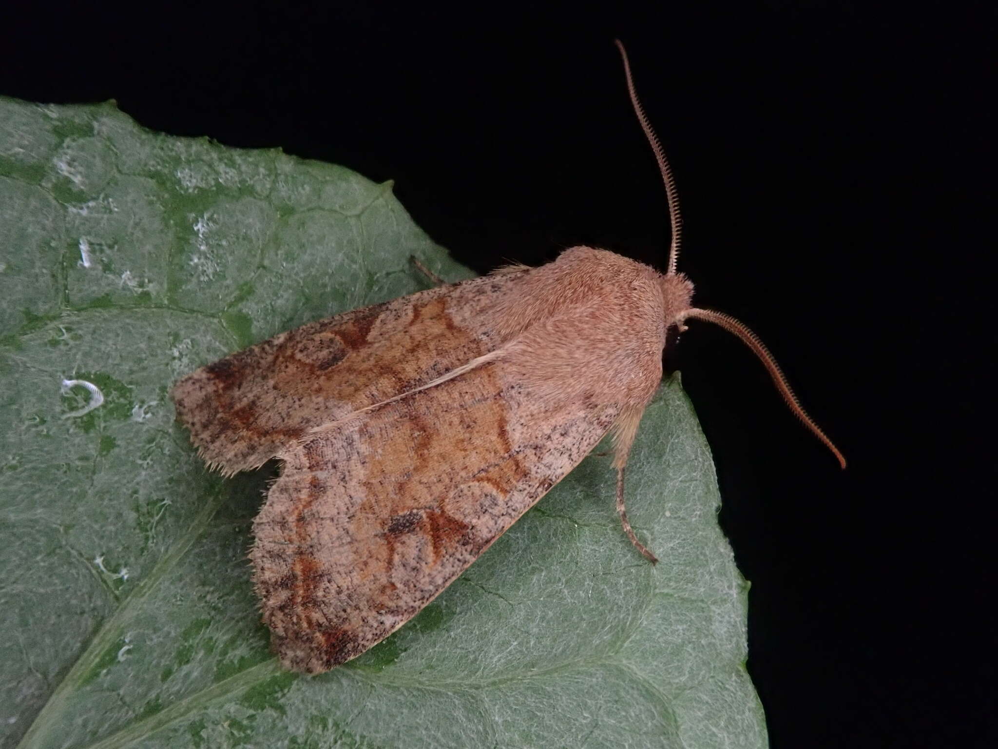 Image of Orthosia aoyamensis Matsumura 1926