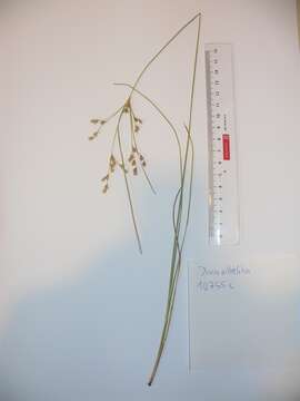 صورة Juncus anthelatus (Wiegand) R. E. Brooks