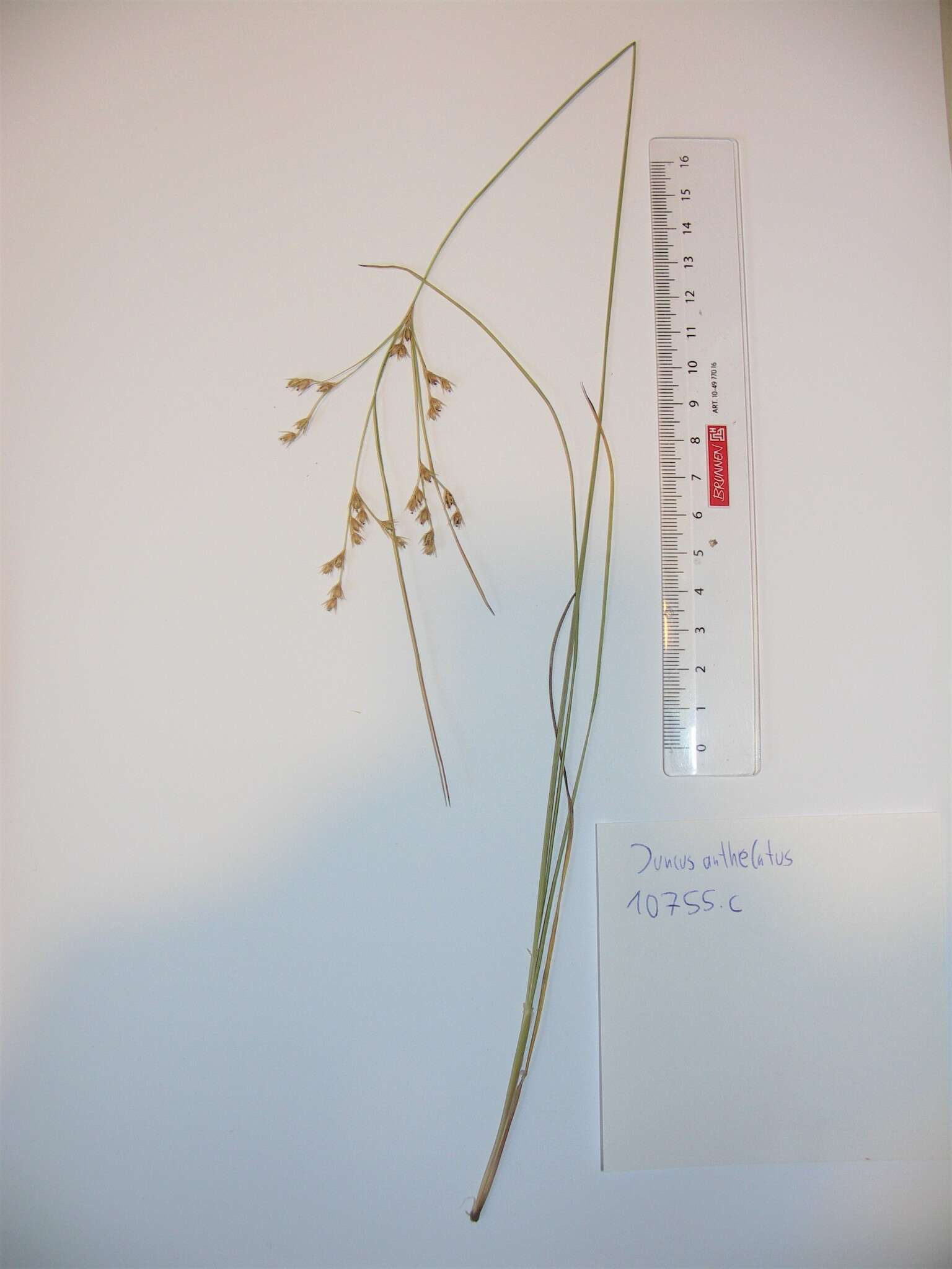 Слика од Juncus anthelatus (Wiegand) R. E. Brooks