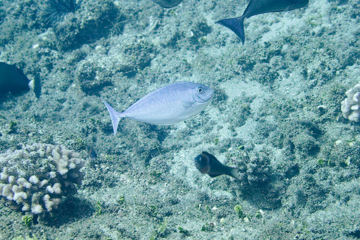 Naso hexacanthus (Bleeker 1855) resmi