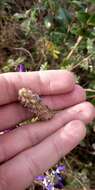 Image of Dalea cuatrecasasii Barneby