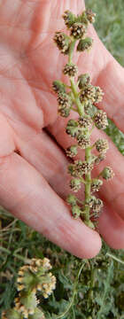 Image of skeletonleaf bur ragweed