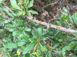 Plancia ëd Berberis fendleri A. Gray