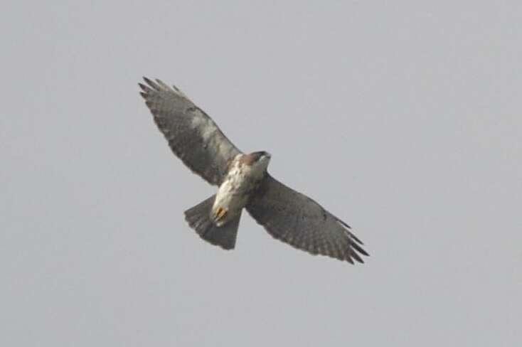 Imagem de Buteo albigula Philippi 1899